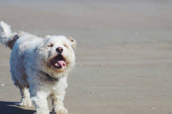 Pet-friendly Rentals Dog running on the beach
