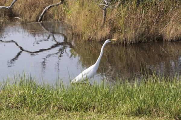 Bird in Emerald Isle