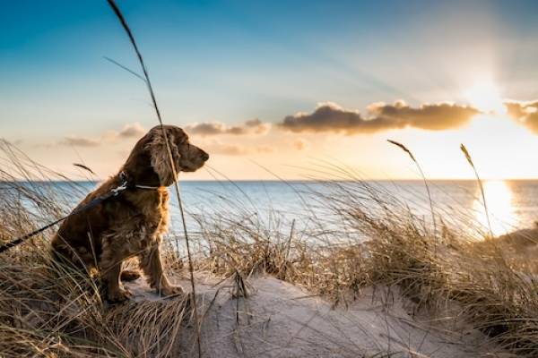 dog in sand dune, sitting and looking at the ocean