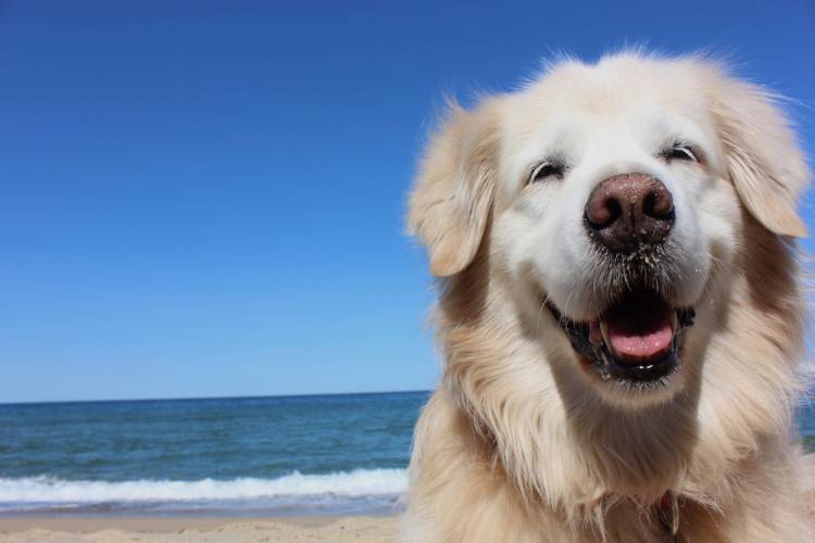 dog-friendly emerald isle
