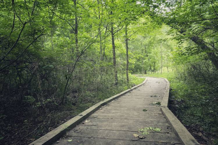 emerald isle woods park trail dog-friendly