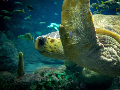 NC Aquarium at Pine Knoll Shores Sea turtle swimming