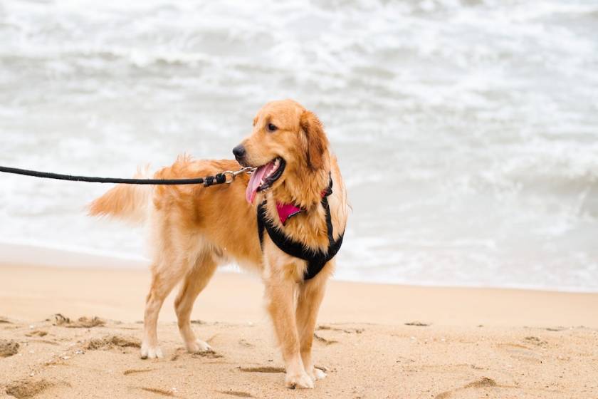 pet friendly cape lookout national seashore