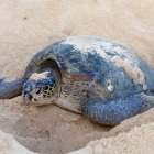 Sea turtle nesting on the sand | Sun-Surf Emerald Isle Vacation Rentals