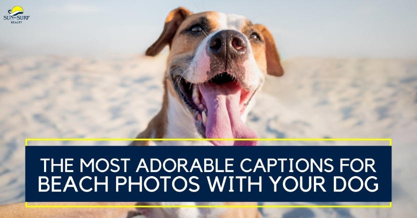 The Most Adorable Captions for Beach Photos with Your Dog