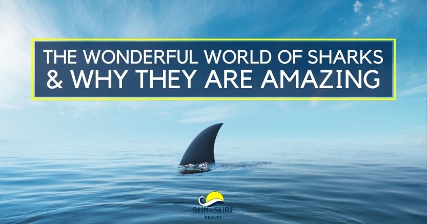 The Wonderful World of Sharks and Why They Are Amazing