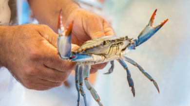 Blue Crab being held by fisherman | Sun-Surf Realty Vacation Rentals in Emerald Isle, NC