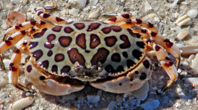 Calico Crab on the beach (also known as a Leopard Crab) | Sun-Surf Realty Vacation Rentals in Emerald Isle, NC
