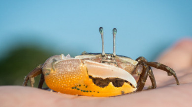 Fiddler crab being held in the palm of a hand | Sun-Surf Realty Vacation Rentals in Emerald Isle, NC