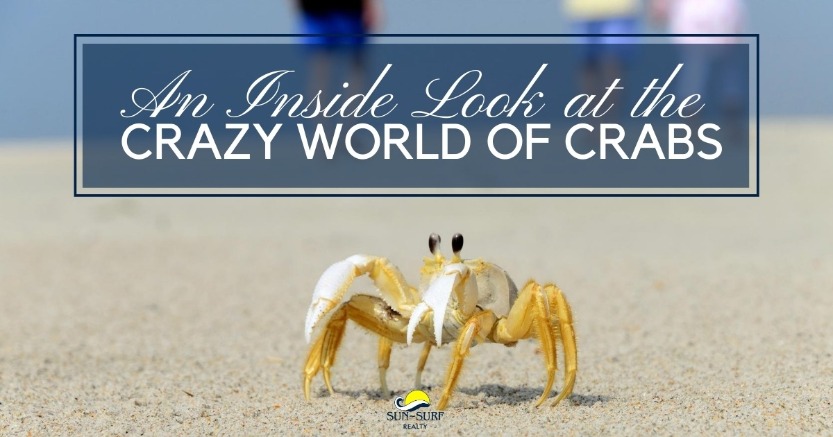 An Inside Look at the Crazy World of Crabs