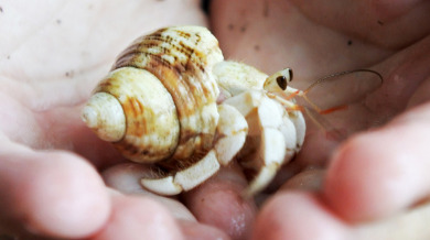 Hermit crab being held in two hands | Sun-Surf Realty Vacation Rentals in Emerald Isle, NC