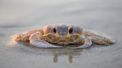 Ghost crab on the shoreline in NC | Sun-Surf Realty Vacation Rentals in Emerald Isle, NC