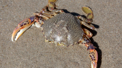 Lady crab on the beach | Sun-Surf Realty Vacation Rentals in Emerald Isle, NC