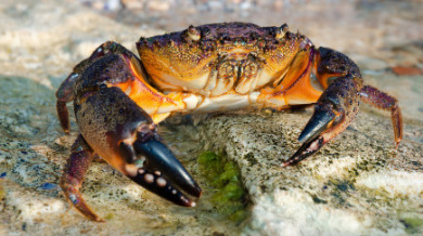 Stone crab on rock on the beach | Sun-Surf Realty Vacation Rentals in Emerald Isle, NC