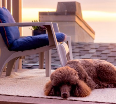 Dog on the deck of a beach house  | Sun-Surf Realty Emerald Isle Rentals