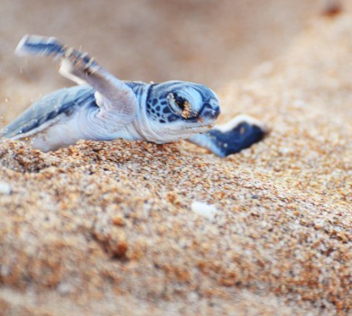 Emerald Isle bucket list: sea turtle nesting and hatching | Sun-Surf Realty Emerald Isle rentals Sun-Surf Emerald Isle rentals