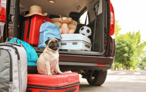 Dog waiting to ride in car for vacation | Sun-Surf Emerald Isle Rentals