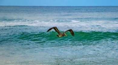 Pelican flying over the Atlantic Ocean in Emerald Isle, NC  | Sun-Surf Realty Emerald Isle Vacation Rentals