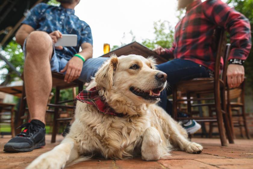 dog-friendly restaurants emerald isle