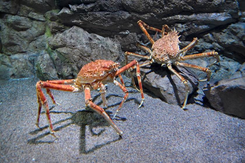 crabs of north carolina spider crab